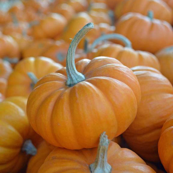 Lilliputian Pumpkin Seed Packet